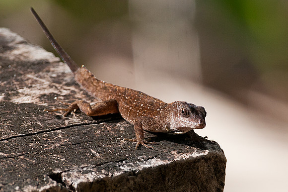 lizard