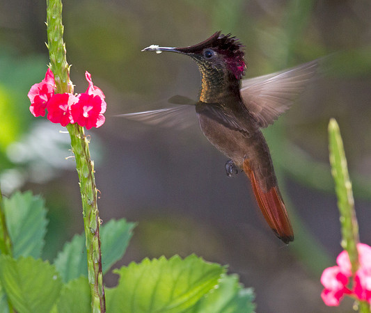 Ruby-topaz Hummingbird (Chrysolampis mosquitus) male