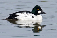 Common Goldeneye (Bucephala clangula)