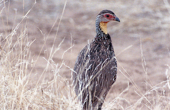 Yellow-necked Spurfowl (Francolinus leucoscepus)