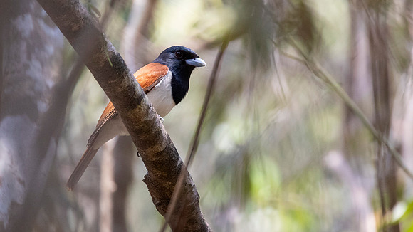 rufous vanga (Schetba rufa), male