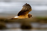 Northern Harrier (Circus cyaneus)