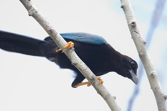 Yucatan Jay (Cyanocorax yucatanicus)