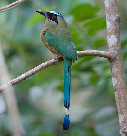 Blue-crowned Motmot (Momotus momota)
