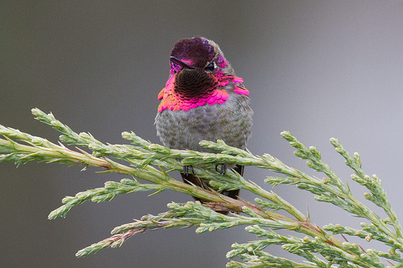 Anna's Hummingbird (Calypte anna)