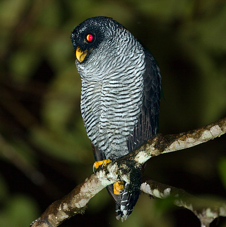 Black-and-white Owl (Strix nigrolineata)