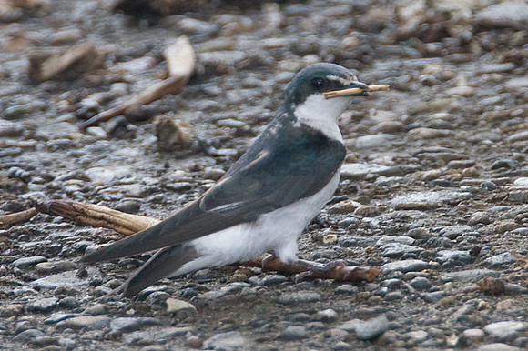 Mangrove Swallow (Tachycineta albilinea)