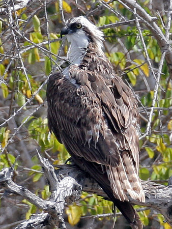 Osprey (Pandion haliaetus)