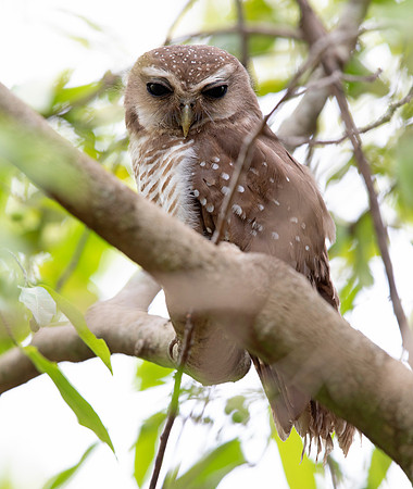 white-browed owl (Athene superciliaris)