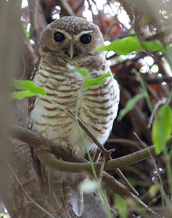 white-browed owl (Athene superciliaris)