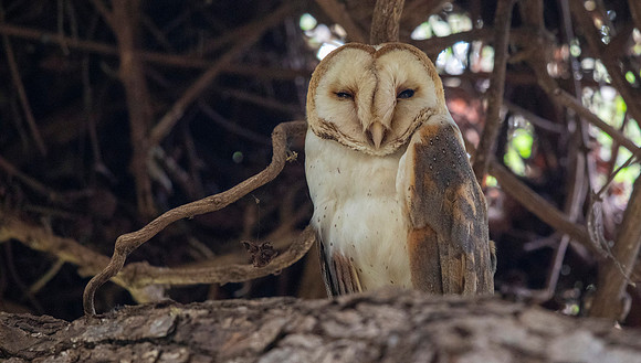 Barn Owl (Tyto alba)