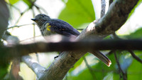 Cinereous Mourner (Laniocera hypopyrra)