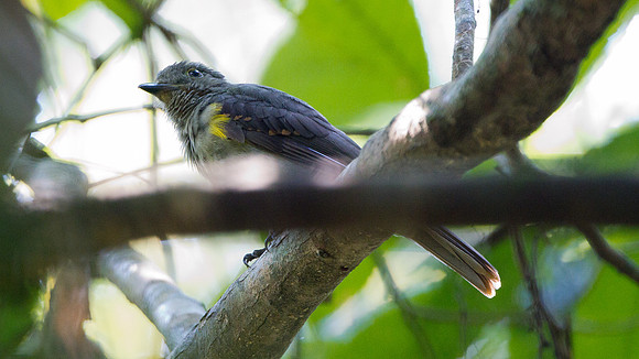 Cinereous Mourner (Laniocera hypopyrra)