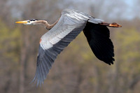 Great Blue Heron (Ardea herodias)