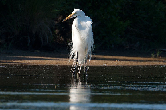 Great Egret (Ardea alba) also known as Great White Egret or Common Egret