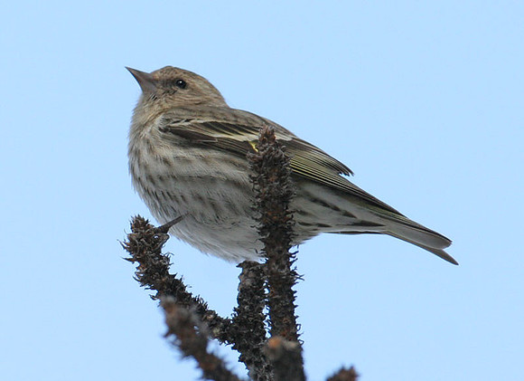 Pine Siskin (Carduelis pinus)