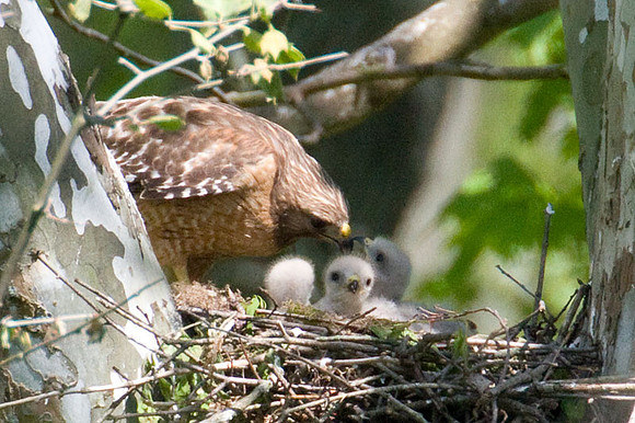 Red-shouldered Hawk (Buteo lineatus) adult and juvenile
