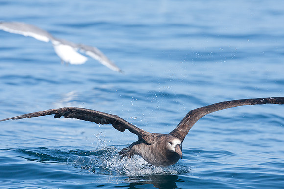 Black-footed Albatross (Phoebastria nigripes)