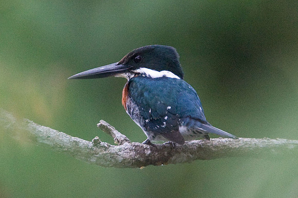 Green Kingfisher (Chloroceryle americana) male