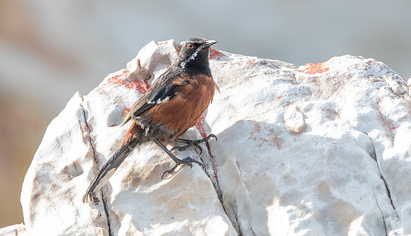 Cape rockjumper  (Chaetops frenatus) Male
