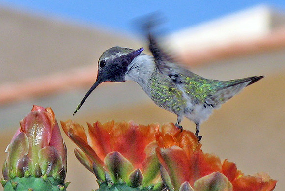 Costa's Hummingbird (Calypte costae) male