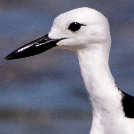 Crab-plover (Dromas ardeola)