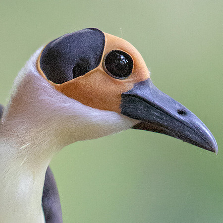 White-necked rockfowl (Picathartes gymnocephalus)