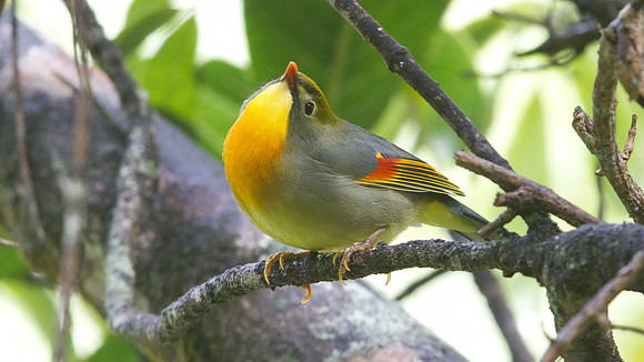 Red-billed Leiothrix (Leiothrix lutea)