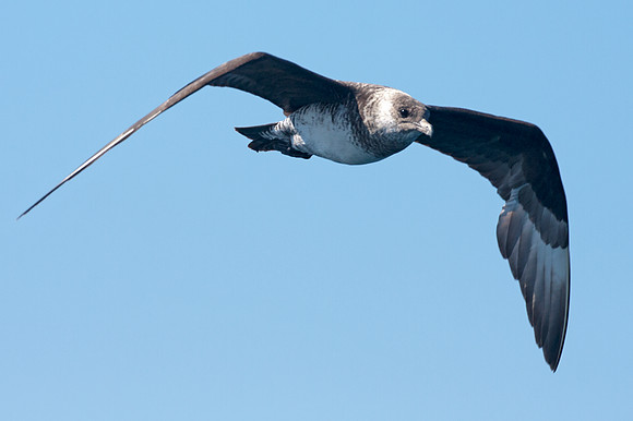 Long-tailed Jaeger (Stercorarius longicaudus) also known as Long-tailed Skua