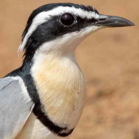 Egyptian plover (Pluvianus aegyptius)