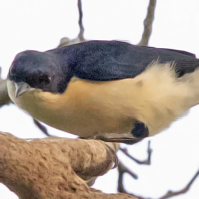 Violet-backed hyliota (Hyliota violacea)