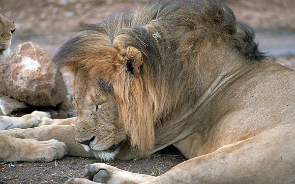 1988 Africa Lion img263