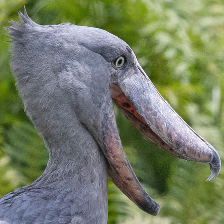 Shoebill (Balaeniceps rex)