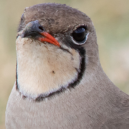 Collared pratincole (Glareola pratincola)