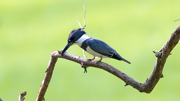 Belted Kingfisher (Megaceryle alcyon) Male