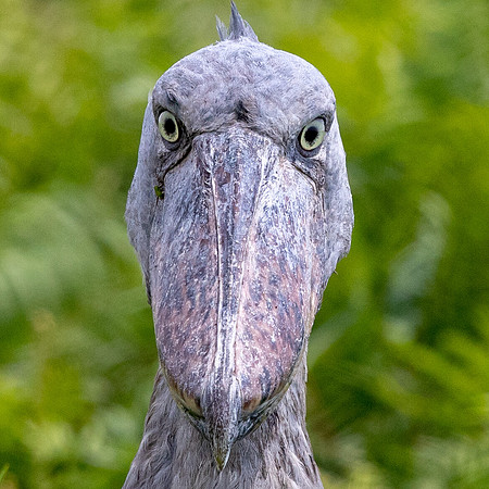 Shoebill (Balaeniceps rex)