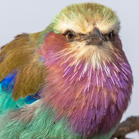 Lilac-breasted roller (Coracias caudatus)