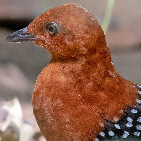 White-spotted flufftail (Sarothrura pulchra)