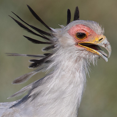 Secretarybird (Sagittarius serpentarius)