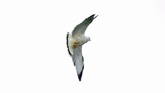 White Hawk (Pseudastur albicollis)