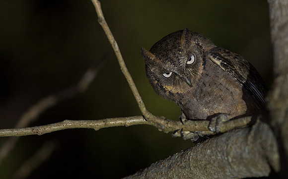 Mantanani scops owl (Otus mantananensis)