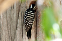 Nuttall's Woodpecker (Picoides nuttallii)