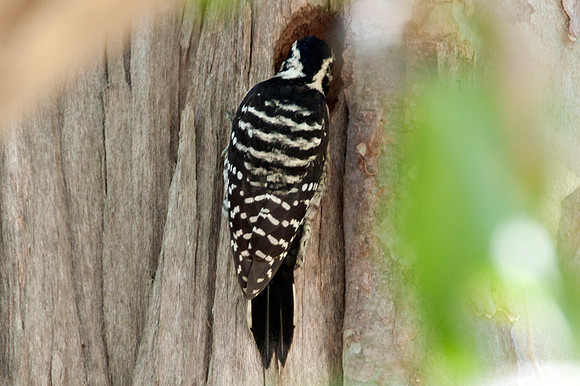 Nuttall's Woodpecker (Picoides nuttallii)