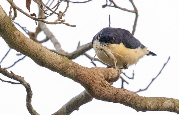 Violet-backed hyliota (Hyliota violacea)