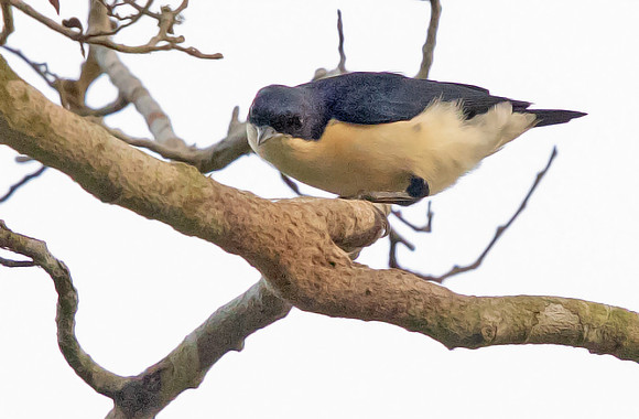 Violet-backed hyliota (Hyliota violacea)