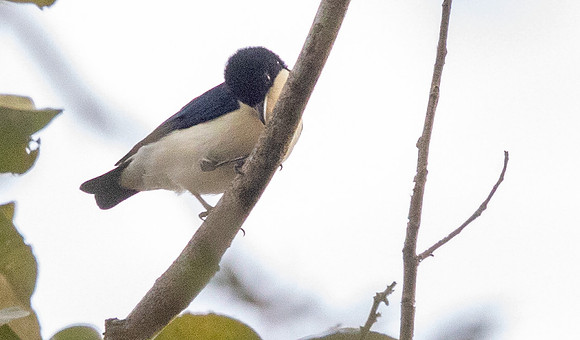 Violet-backed hyliota (Hyliota violacea)
