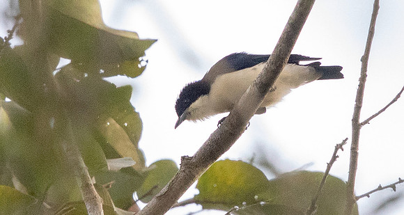 Violet-backed hyliota (Hyliota violacea)