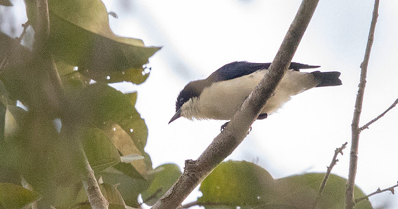 Violet-backed hyliota (Hyliota violacea)