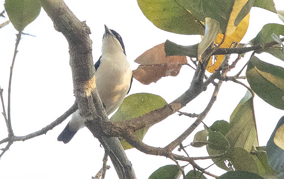 Violet-backed hyliota (Hyliota violacea)