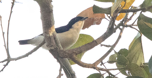 Violet-backed hyliota (Hyliota violacea)